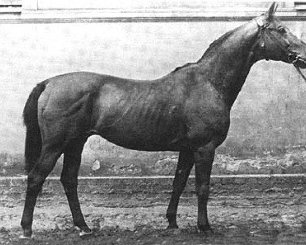 stallion Neumond (Trakehner, 1931, from Dampfross)