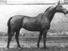 stallion Neumond (Trakehner, 1931, from Dampfross)