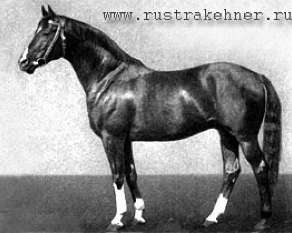 stallion Vers I (Trakehner, 1971, from Neujahr)