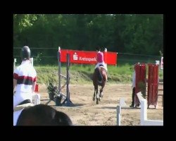 jumper Down Under 7 (Belgian Warmblood, 2001, from Darco)