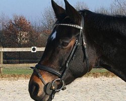 dressage horse Confari (Hanoverian, 2003, from Contendro I)