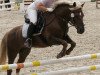 dressage horse Romeo (New Forest Pony, 1997, from Ashley Royale)