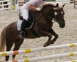 dressage horse Romeo (New Forest Pony, 1997, from Ashley Royale)