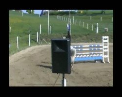 jumper Nightdancer (Hessian Warmblood, 1999, from Nightstar DR)