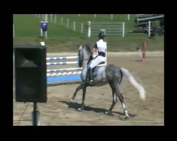 Springpferd Curtney (Hannoveraner, 2003, von Calido I)