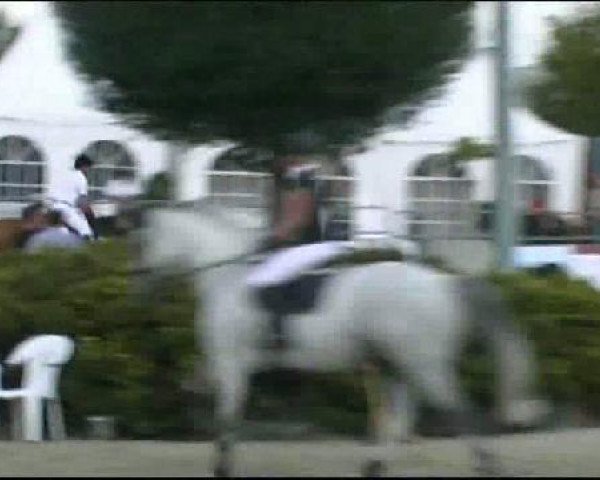 Springpferd Almaymoun (Holsteiner, 2000, von BB Carvallo)