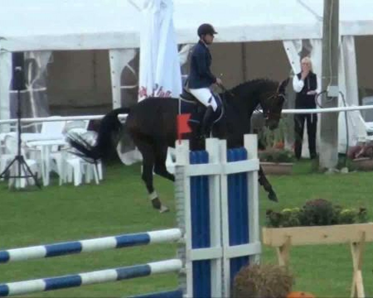 jumper Shiva 110 (Hanoverian, 2006, from Stakkato Gold)