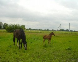 broodmare Alette (Hanoverian, 1996, from Airport)