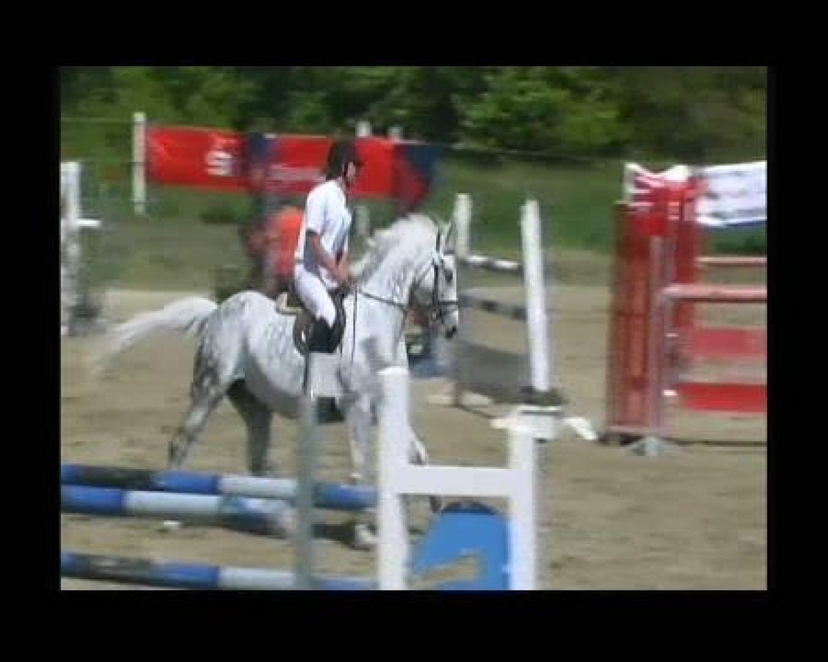 broodmare Calinka 27 (Württemberger, 1998, from Carolus I)