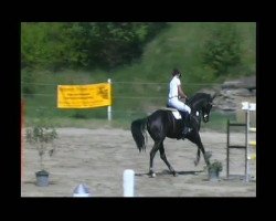 jumper Lyco (Oldenburg show jumper, 2005, from Lycos)