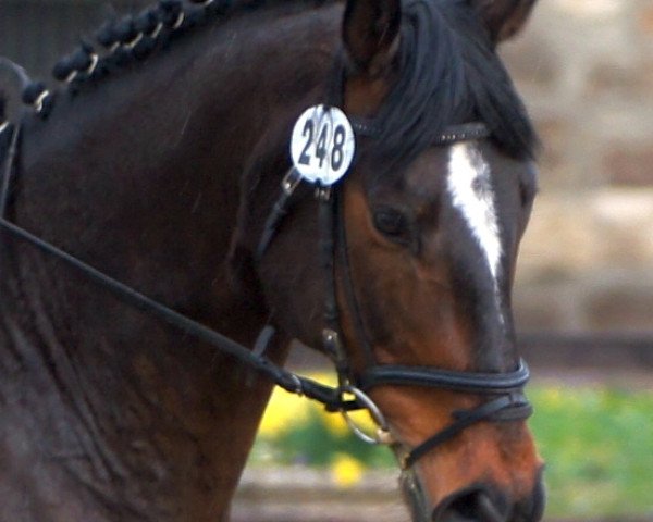 horse Napoleon (Hanoverian,  )