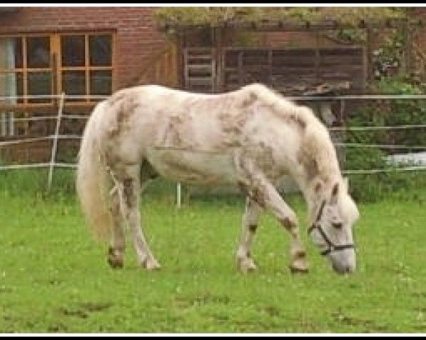 Pferd Pan 82 (Kleines Deutsches Pony,  )