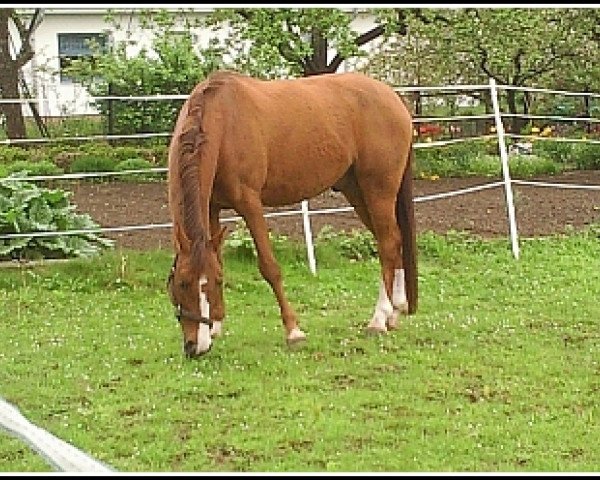 Pferd Little Big Man 14 (Deutsches Reitpony, 1993, von Halfweg Lover-Boy)