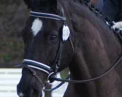 dressage horse Fandango (Hanoverian, 1993, from Fabriano)