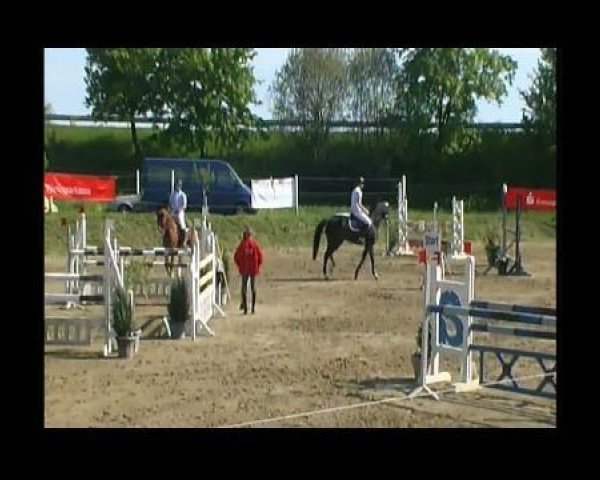 Springpferd Heralido (Württemberger, 2003, von Heraldik xx)