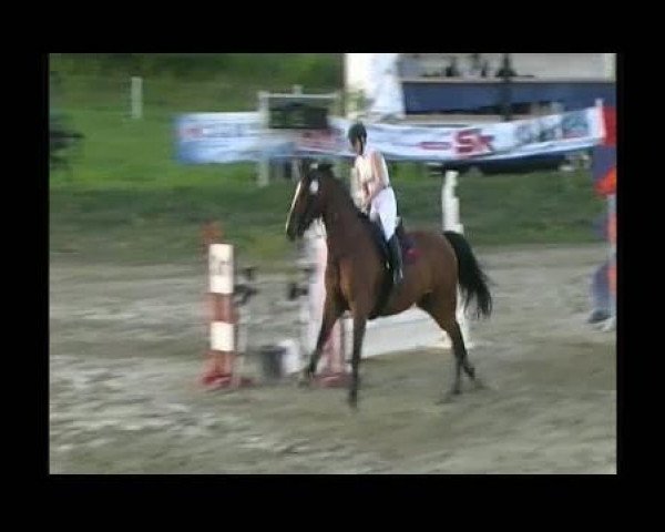 Pferd Lyoto (Holsteiner, 1996, von Linaro)