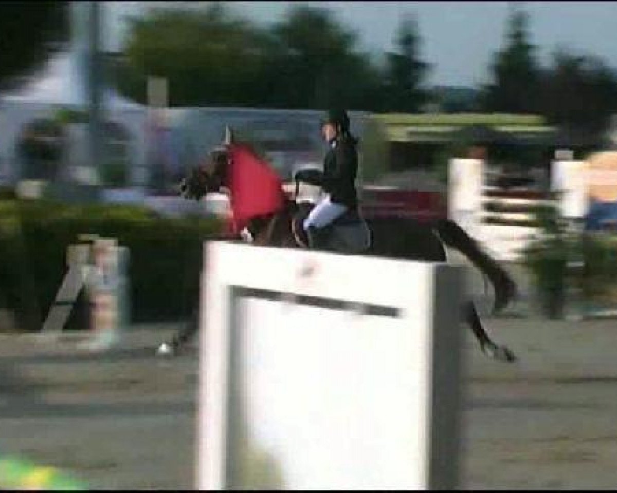 Springpferd Golden Coin 2 (Hannoveraner, 1996, von Gralswaechter)