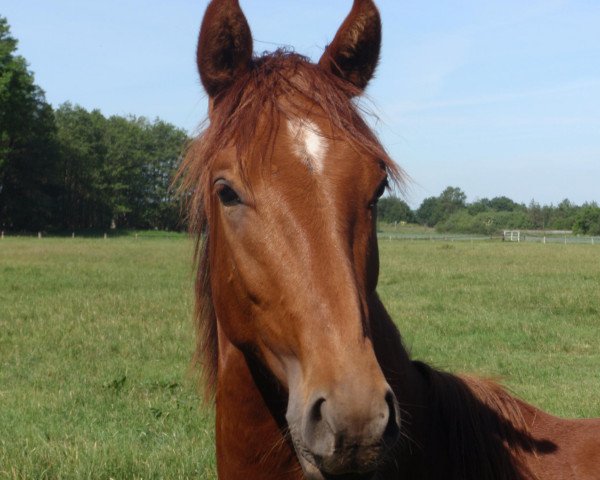 dressage horse Blair Athol (Hanoverian, 2010, from Barclay 20)