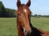 dressage horse Blair Athol (Hanoverian, 2010, from Barclay 20)