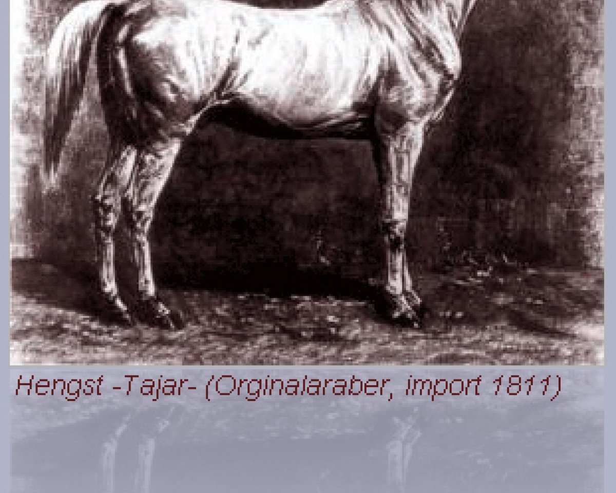 stallion Tajar 1851 ox (Arabian purebred, 1851, from Amurath I 1829 ox)