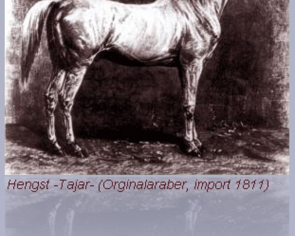 stallion Tajar 1851 ox (Arabian thoroughbred, 1851, from Amurath I 1829 ox)