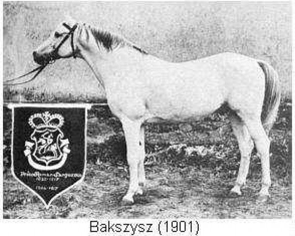 Deckhengst Bakszysz 1901 ox (Vollblutaraber, 1901, von Ilderim 1894 DB)