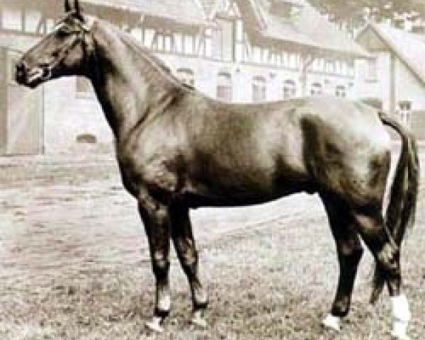 stallion Senator (Hanoverian, 1951, from Semper Idem)