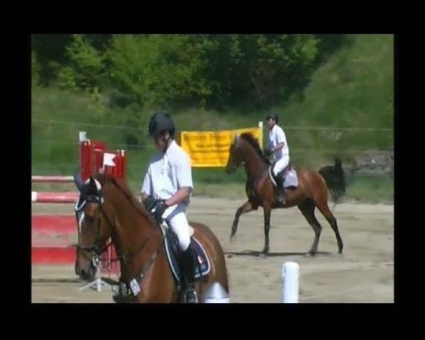stallion Long Beach (Oldenburg show jumper, 2002, from Landjunge)