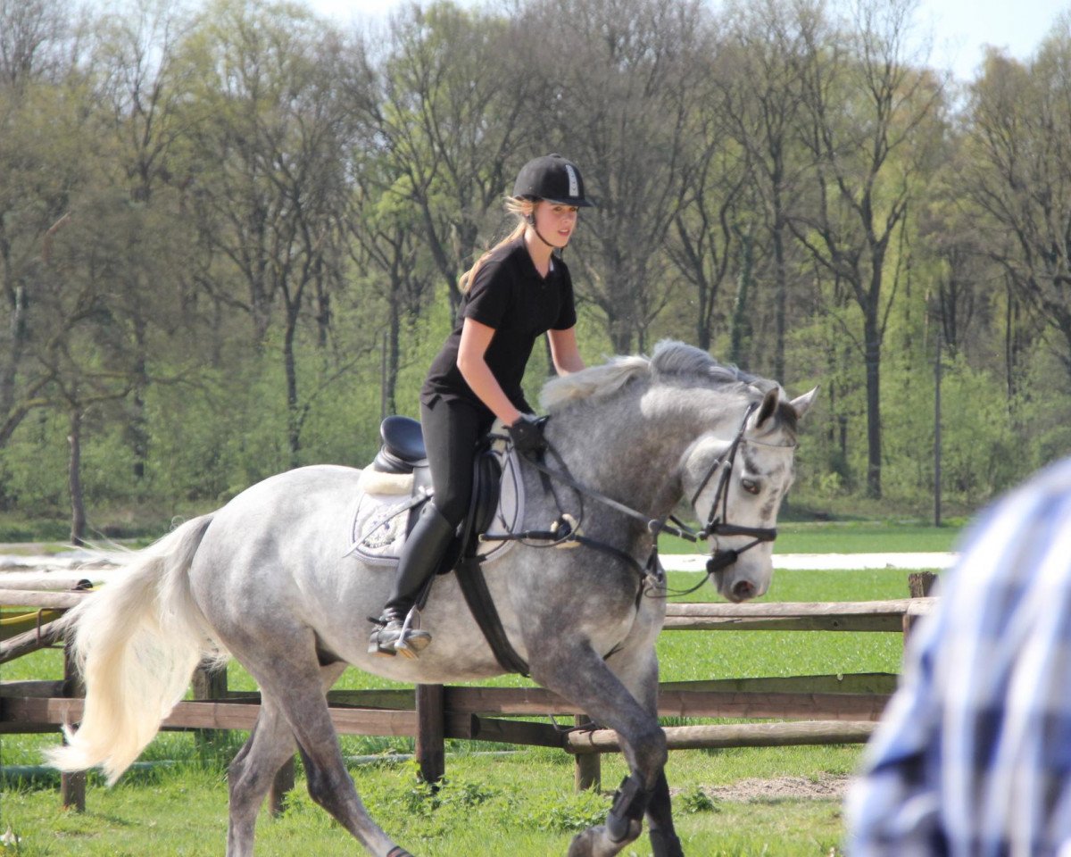 jumper Calido 70 (Westphalian, 2005, from Collin L)