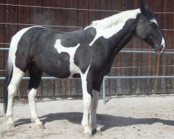 Pferd Nogat (Polnisches Warmblut, 1995, von Aldo)