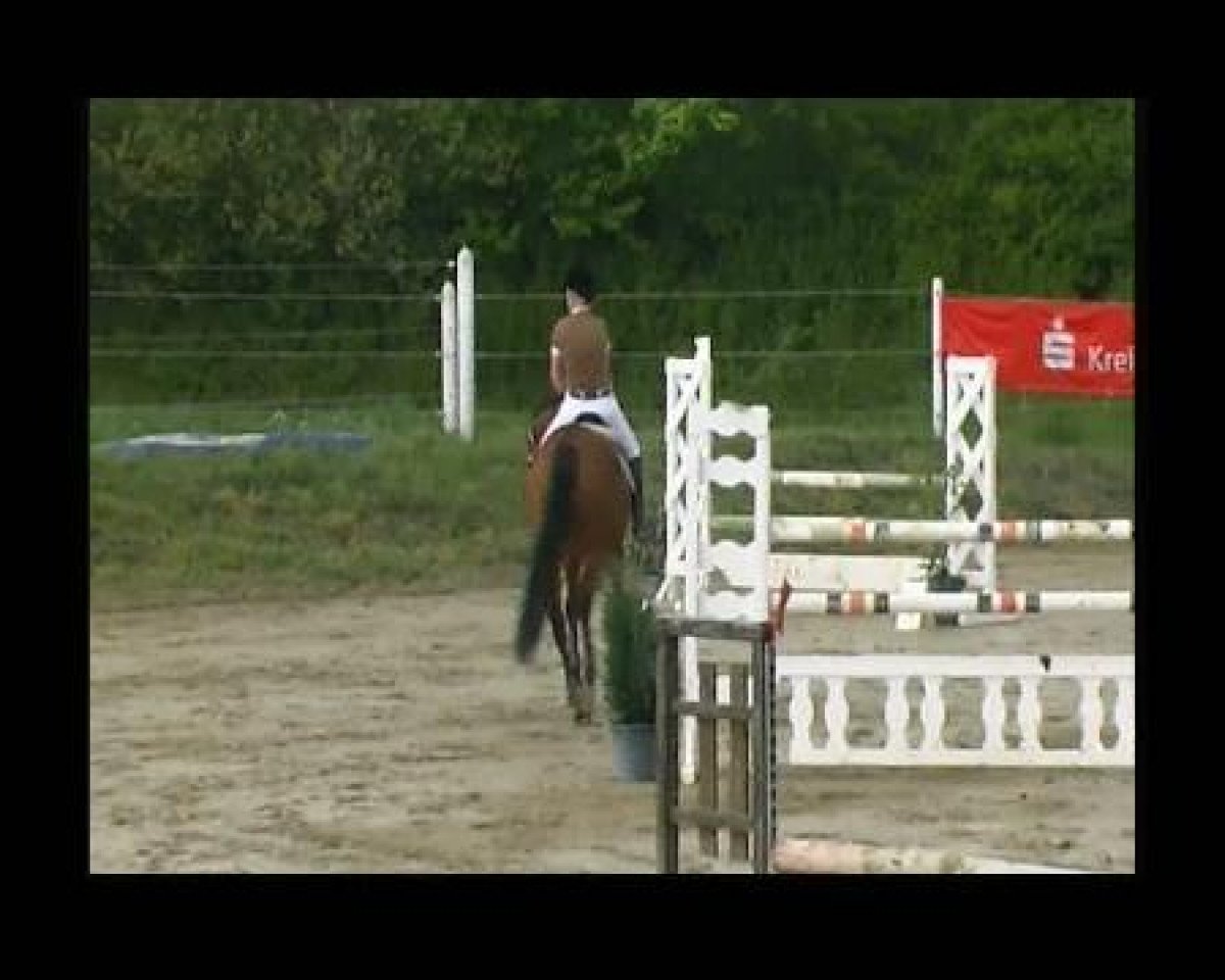 Springpferd Colandro 2 (Oldenburger, 2005, von Colander)