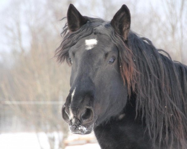 Pferd Loui (Süddeutsches Kaltblut, 2008, von Edelweiß Nero XI)