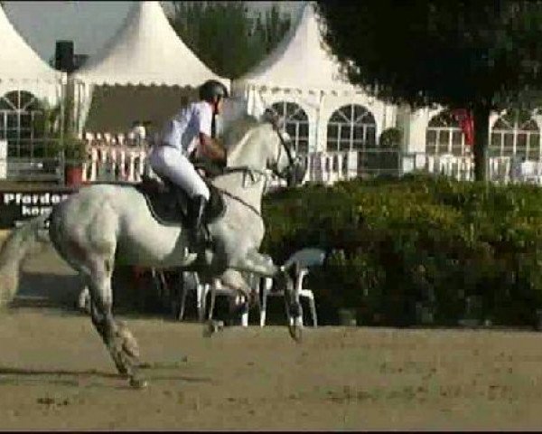 stallion Hemmelhorst Adam (KWPN (Royal Dutch Sporthorse), 2005, from Guidam)