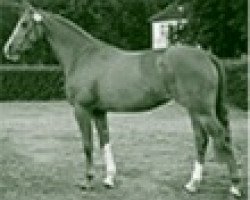 broodmare Perima (Westphalian, 1993, from Parademarsch I)