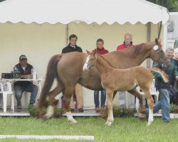 horse Fabella (Westfale, 1993, from Federball)