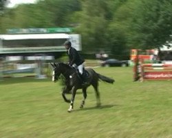 jumper Urlando (KWPN (Royal Dutch Sporthorse), 2001, from Voltaire)