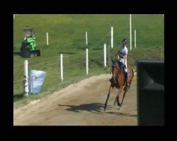 jumper Luna S (Oldenburg show jumper, 2003, from Landor S)