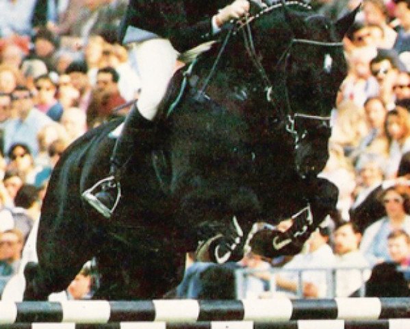 stallion Phiphi du Hequet (Selle Français, 1981, from Night and Day xx)