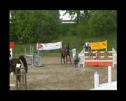 jumper Pfauenauge 2 (Swiss Warmblood, 2000, from Coriano)