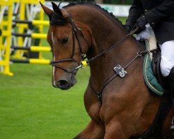 jumper Fine Boy (Hanoverian, 2002, from Fly High)