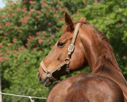 dressage horse Bonita 364 (Hanoverian, 1999, from Bonheur)