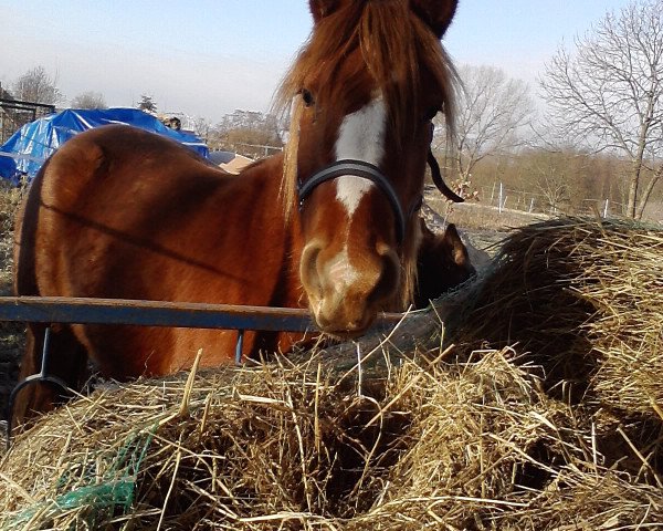 Zuchtstute Kamira (Haflinger,  )