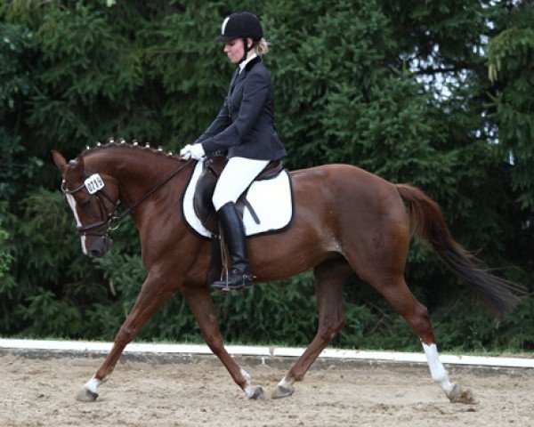broodmare Tabea K (German Riding Pony, 2003, from Top Nantario)