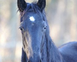 dressage horse D'Artagnan AS (Hanoverian, 2010, from Dauphin)