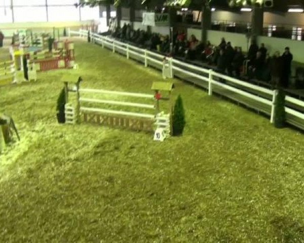jumper Commissario 6 (Hanoverian, 2006, from Contendro I)