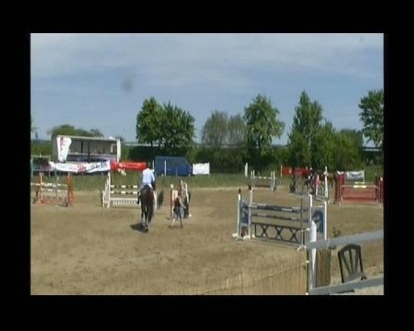jumper Conmigo 5 (Holsteiner, 2003, from Calido I)