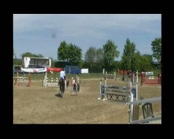 jumper Conmigo 5 (Holsteiner, 2003, from Calido I)