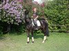 dressage horse Lessing (German Sport Horse, 2004, from Levisto Z)