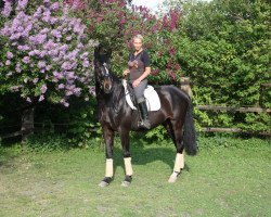 dressage horse Lessing (German Sport Horse, 2004, from Levisto Z)