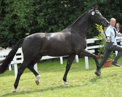 broodmare Schoko-Lady (Westphalian, 2006, from Sandro Bedo)